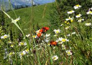 Naturpark Nagelfluhkette