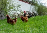 Bauernhaus Museum, Ernst Fessler